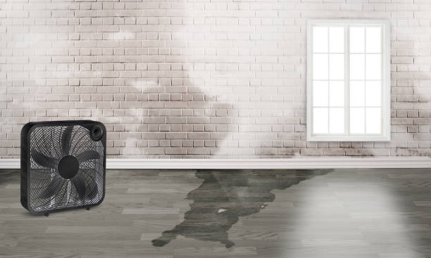 Best Water damage restoration process  in Remerton, GA